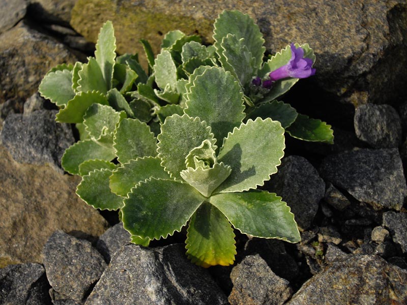 Primula marginata 'Barbara Clough' en fleurs sur des falaises calcaires des Alpes maritimes